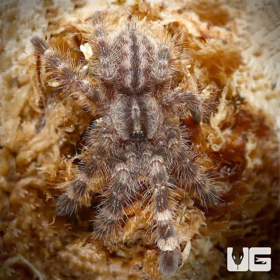 /img/19455-tarantula-health.webp