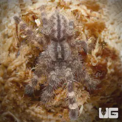 /img/19455-tarantula-health.webp
