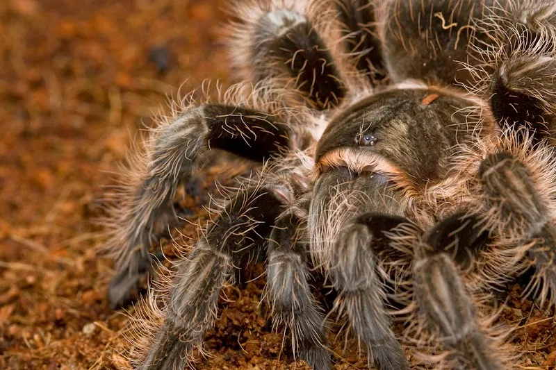 19456 darlingi tarantula coloration