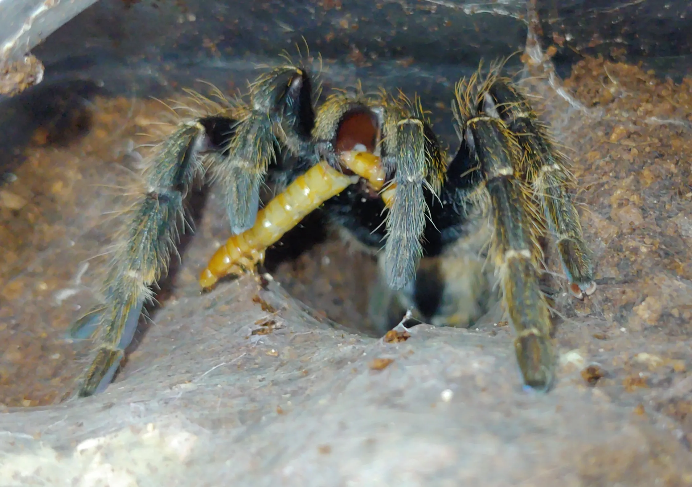 /img/19456-darlingi-tarantula-cost.webp