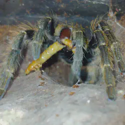 /img/19456-darlingi-tarantula-cost.webp