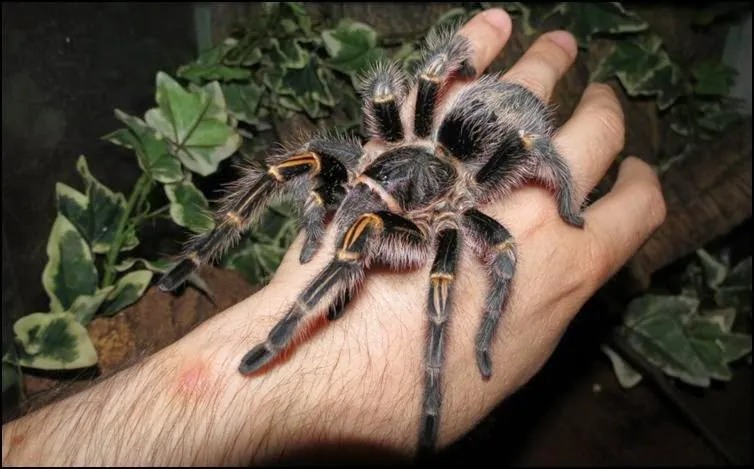 19456 darlingi tarantula enclosure