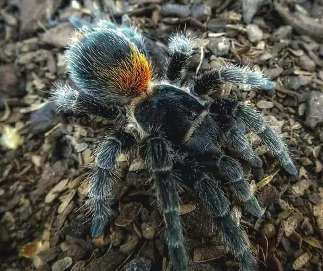 19456 darlingi tarantula feeding