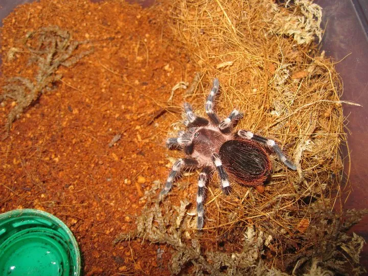 19456 darlingi tarantula handling