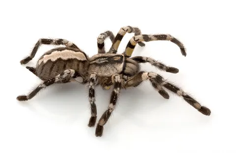 19456 darlingi tarantula health