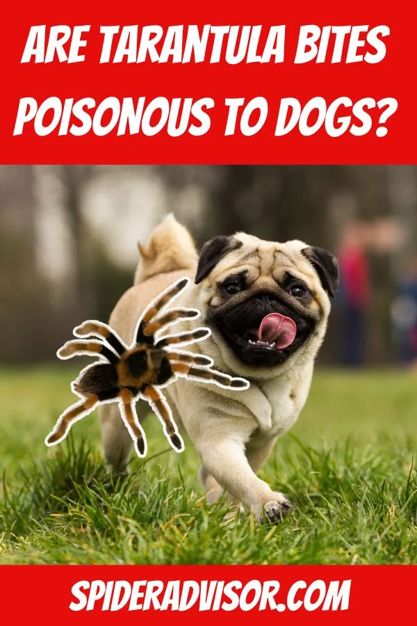 19457 dog fear anxiety