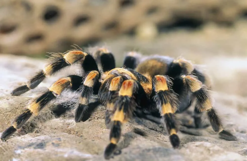 19457 tarantula bite dog