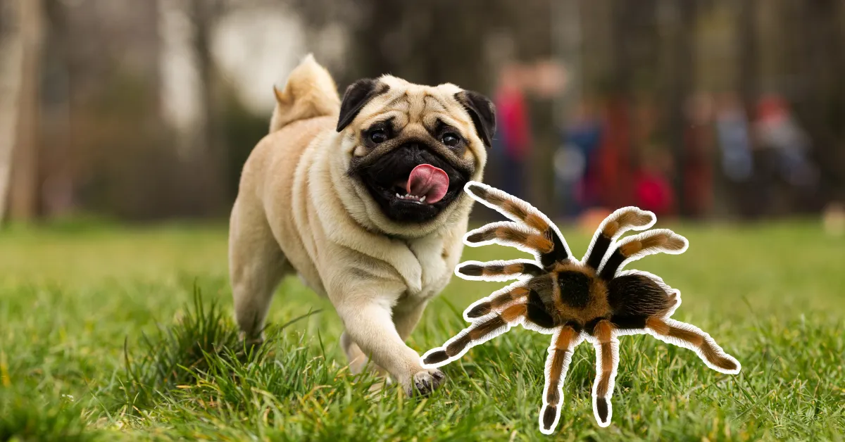 /img/19457-tarantula-habitat-dog.webp