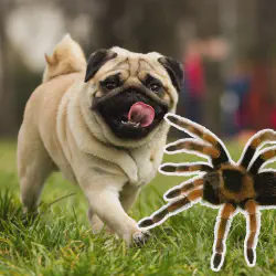 /img/19457-tarantula-habitat-dog.webp