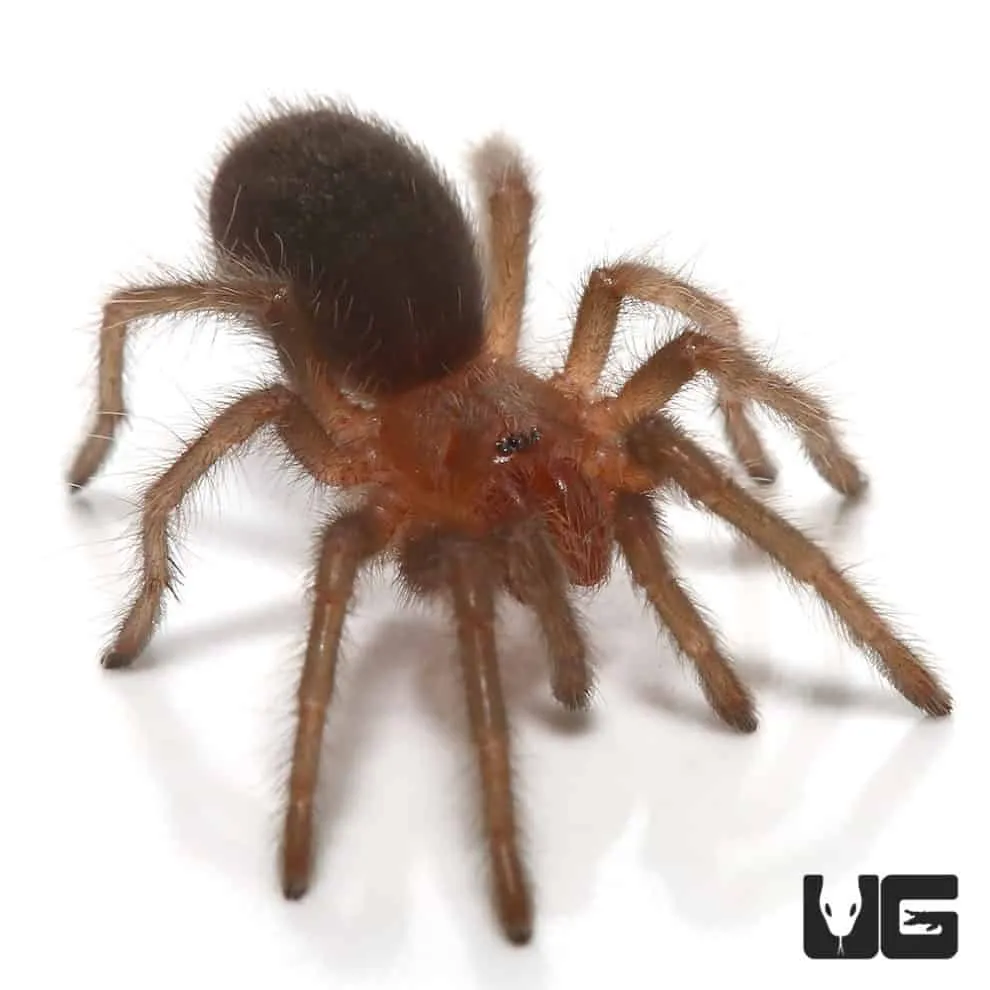 /img/19458-brazilian-black-tarantula-breeder.webp