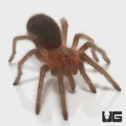/img/19458-brazilian-black-tarantula-breeder.webp