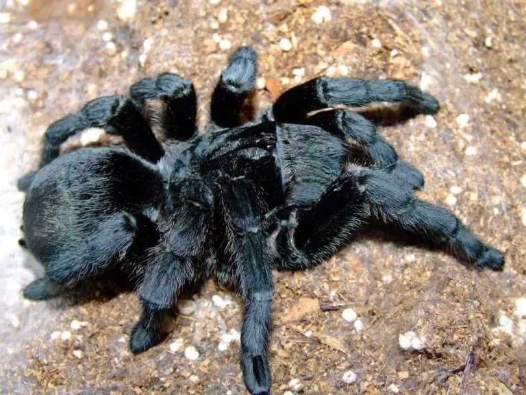 19458 brazilian black tarantula feeding