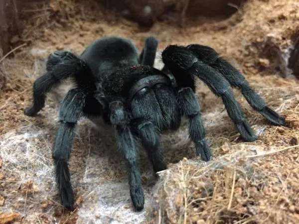 19458 brazilian black tarantula habitat