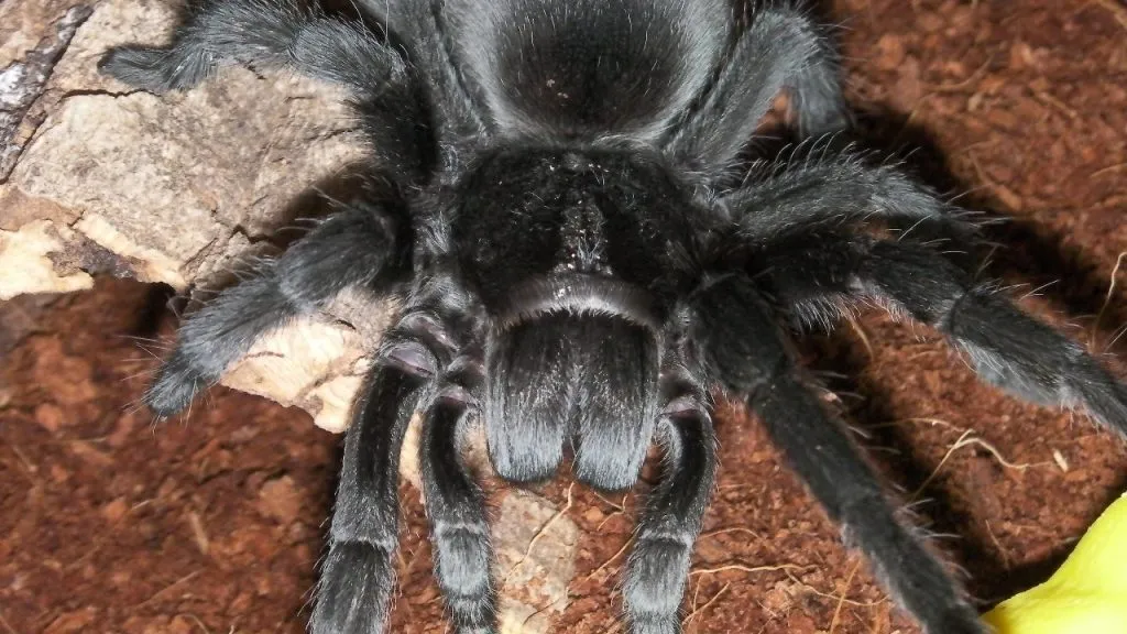19458 brazilian black tarantula handling