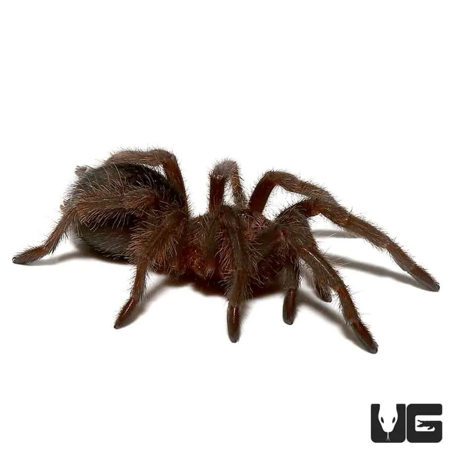 19458 brazilian black tarantula molting