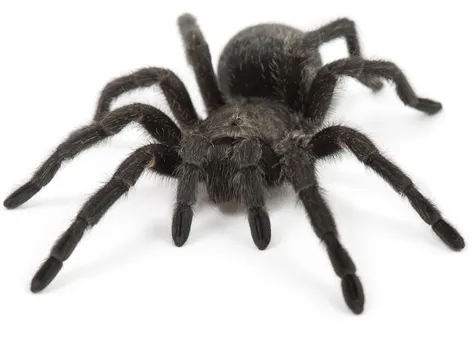 19458 brazilian black tarantula overview