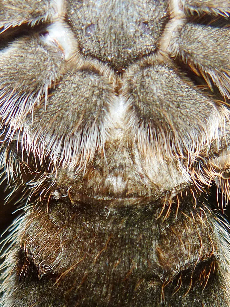 19459 male rose hair tarantula