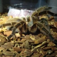 19459 tarantula molt examination