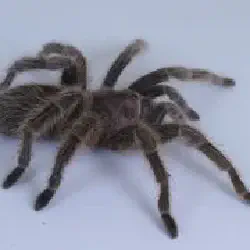 /img/19459-tarantula-urogyneal.webp
