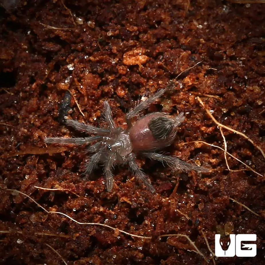 19460 red rump tarantula characteristics