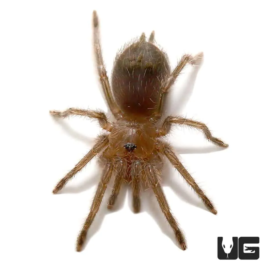 19460 red rump tarantula feeding
