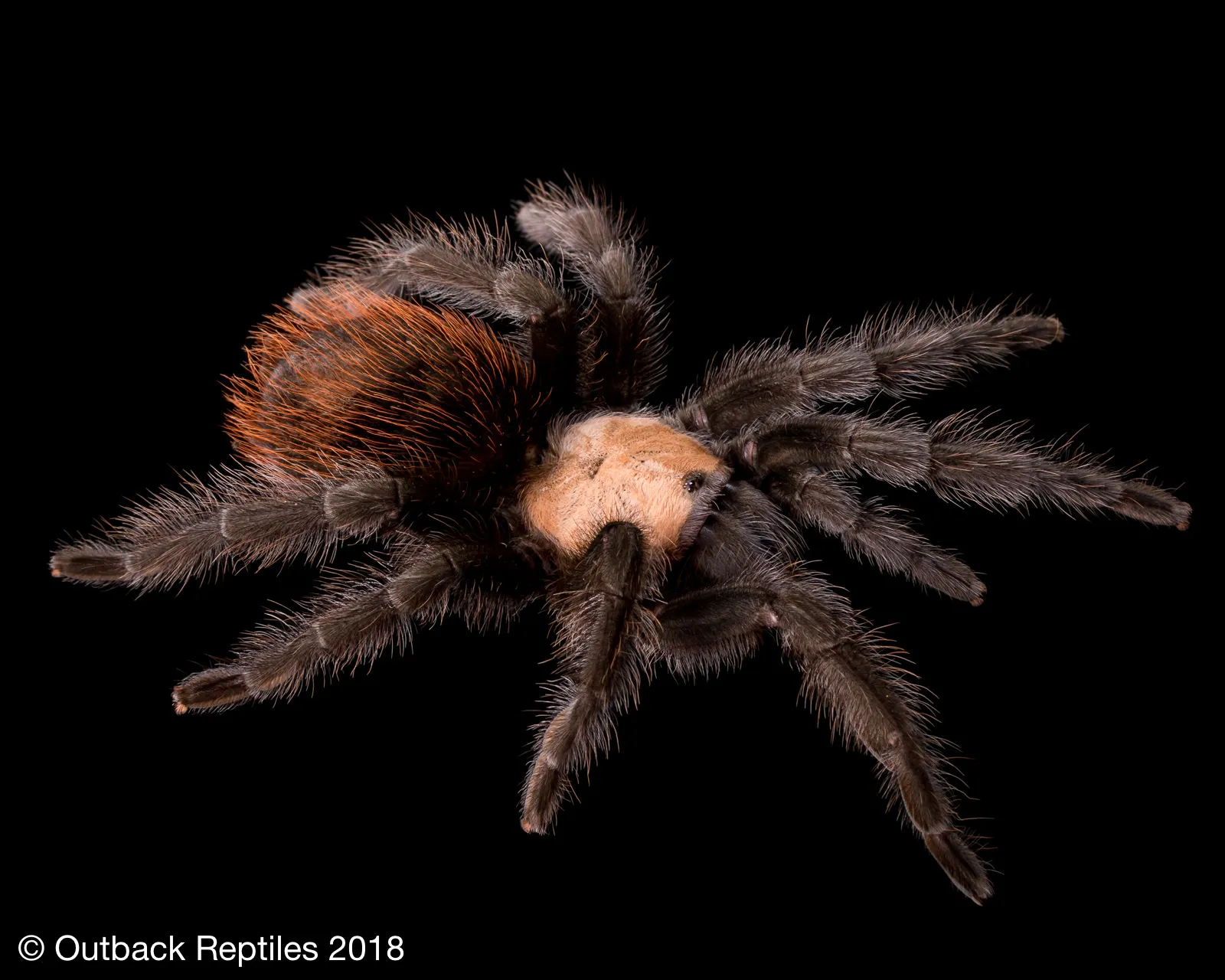 19460 red rump tarantula for sale introduction