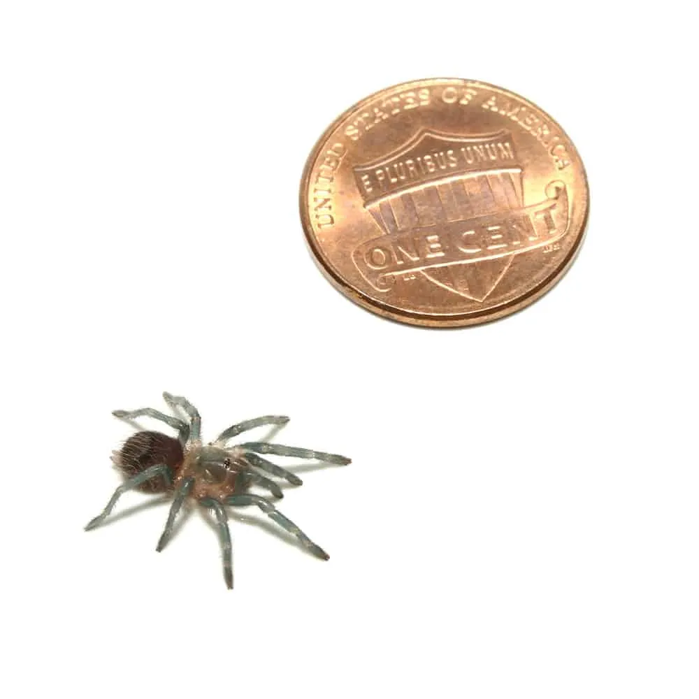 19460 red rump tarantula handling