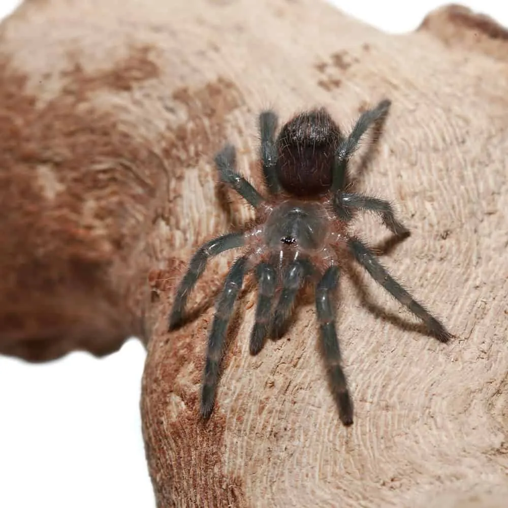 19460 red rump tarantula health