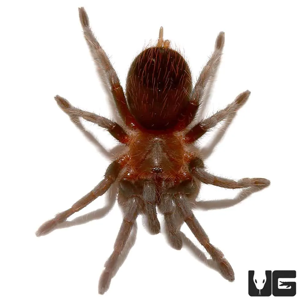 /img/19460-red-rump-tarantula-responsible-ownership.webp