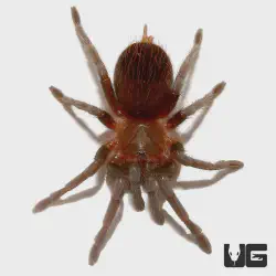 /img/19460-red-rump-tarantula-responsible-ownership.webp