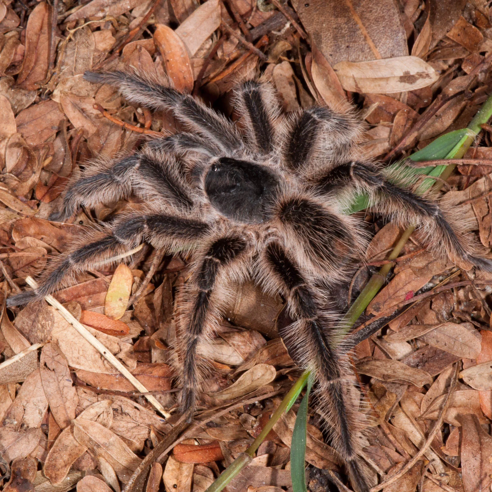 19461 tarantula feeding