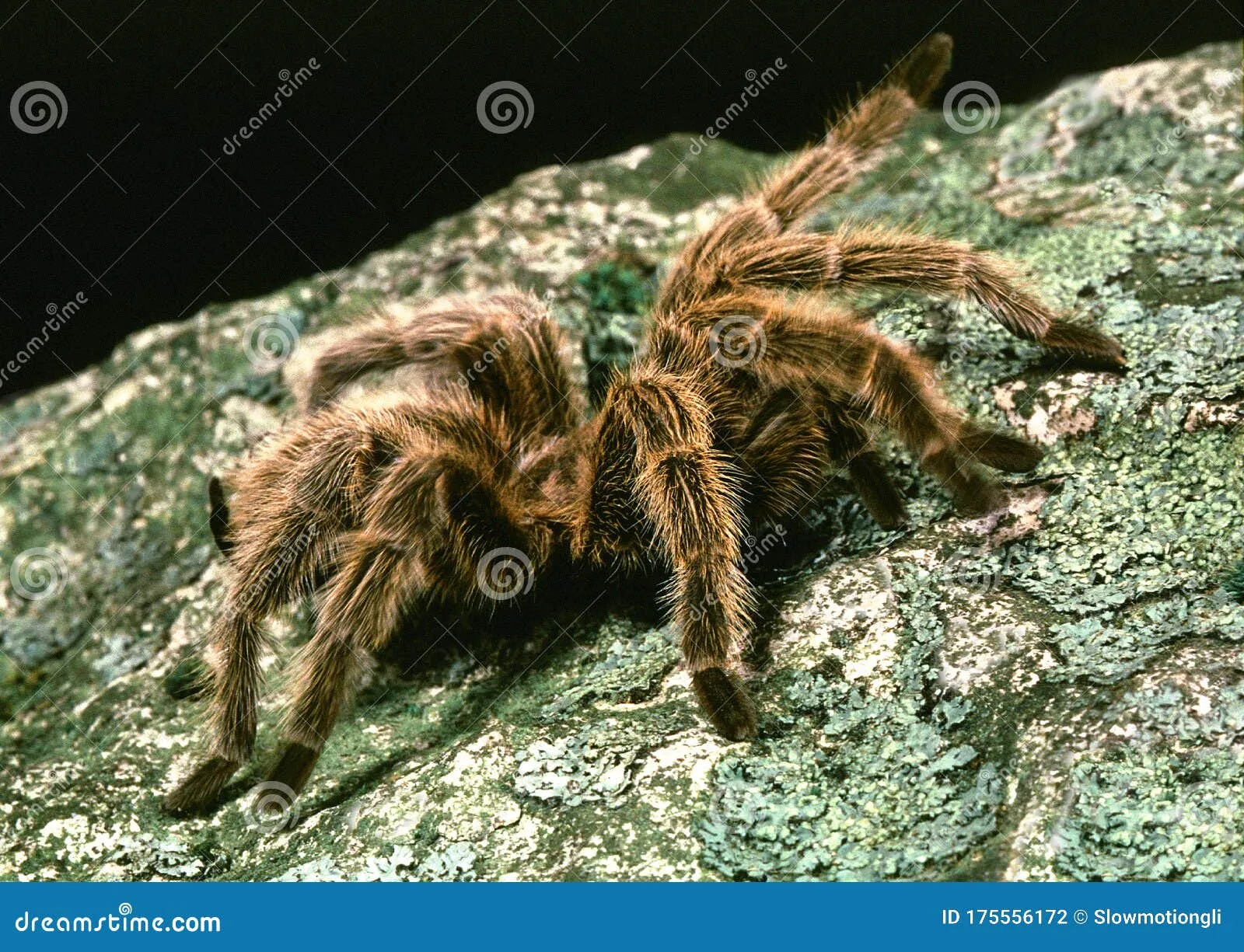 19461 tarantula handling