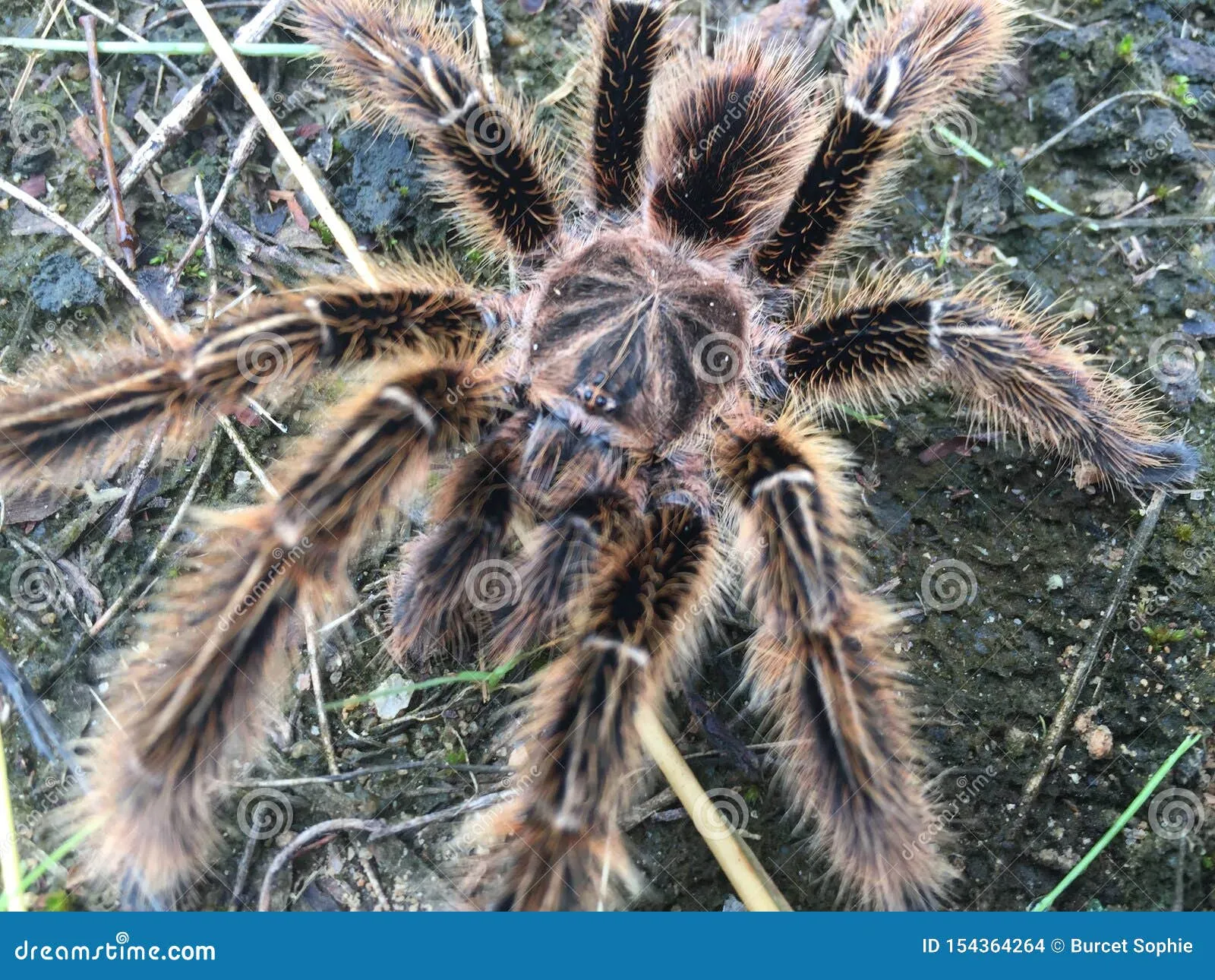 /img/19461-tarantula-health.webp