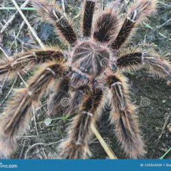 /img/19461-tarantula-health.webp