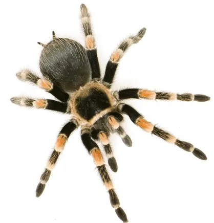 19461 tarantula species