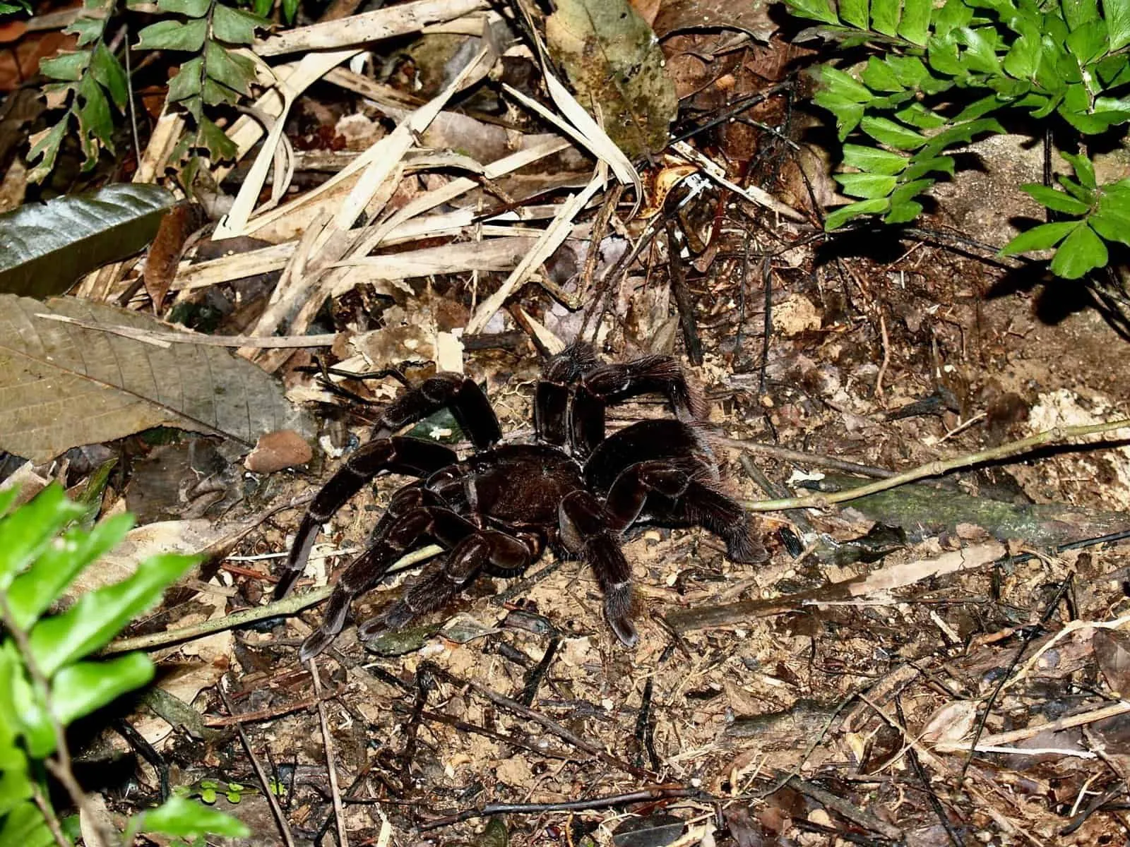 /img/19462-regalis-tarantula-health-check.webp
