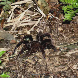 /img/19462-regalis-tarantula-health-check.webp