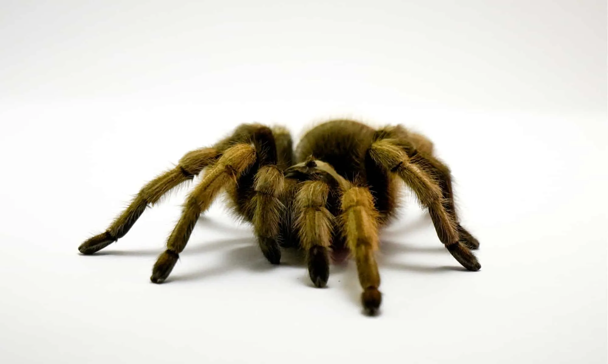19462 regalis tarantula molting