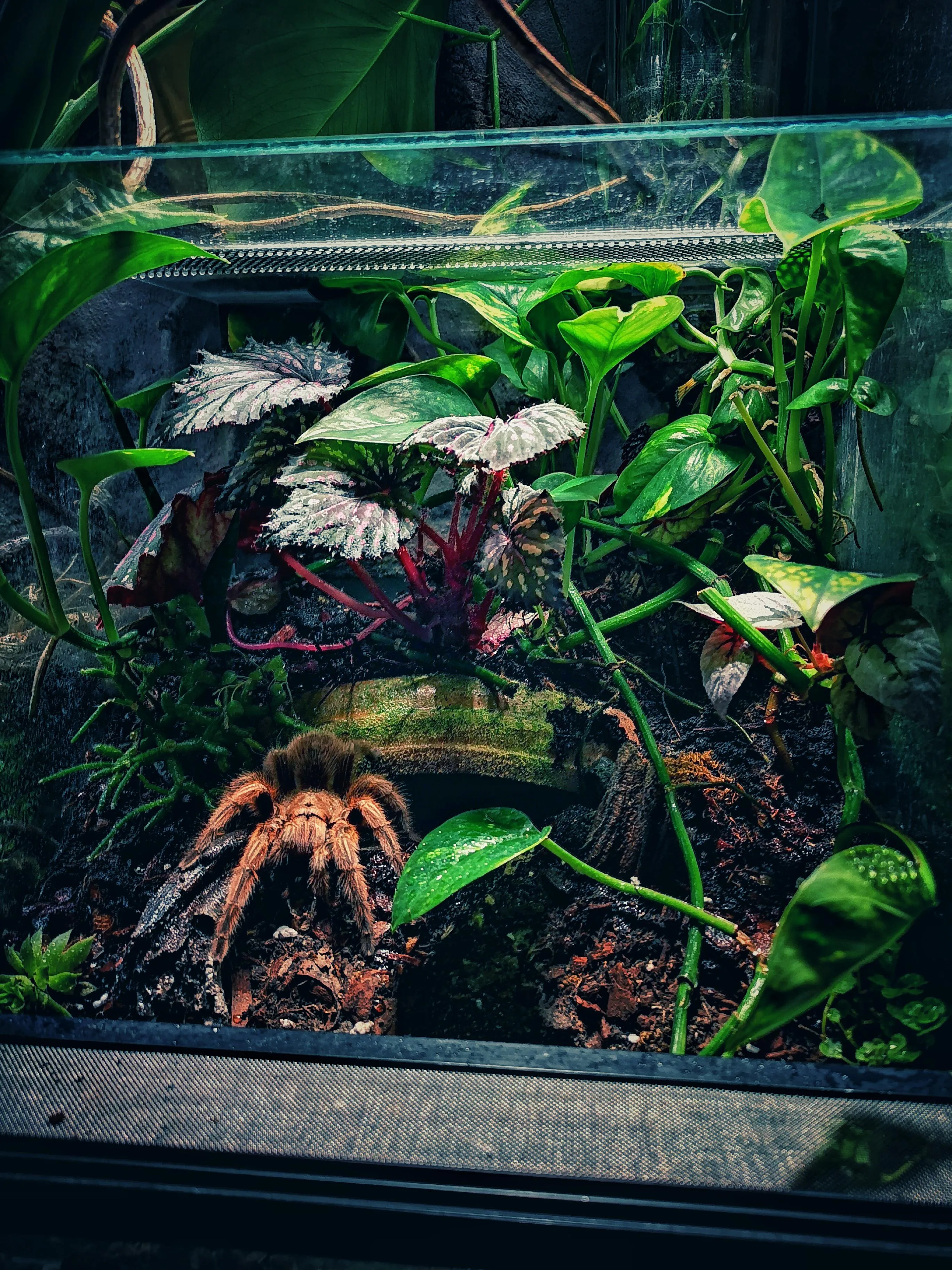 /img/19463-healthy-tarantula.webp