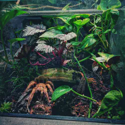 /img/19463-healthy-tarantula.webp
