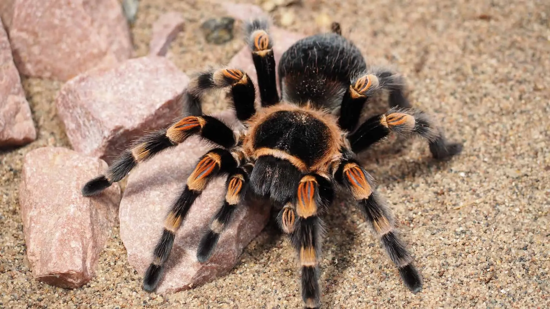 19464 tarantula behavior