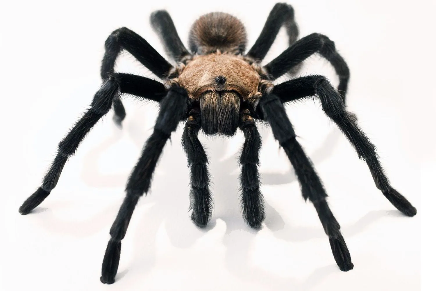 19464 tarantula habitat