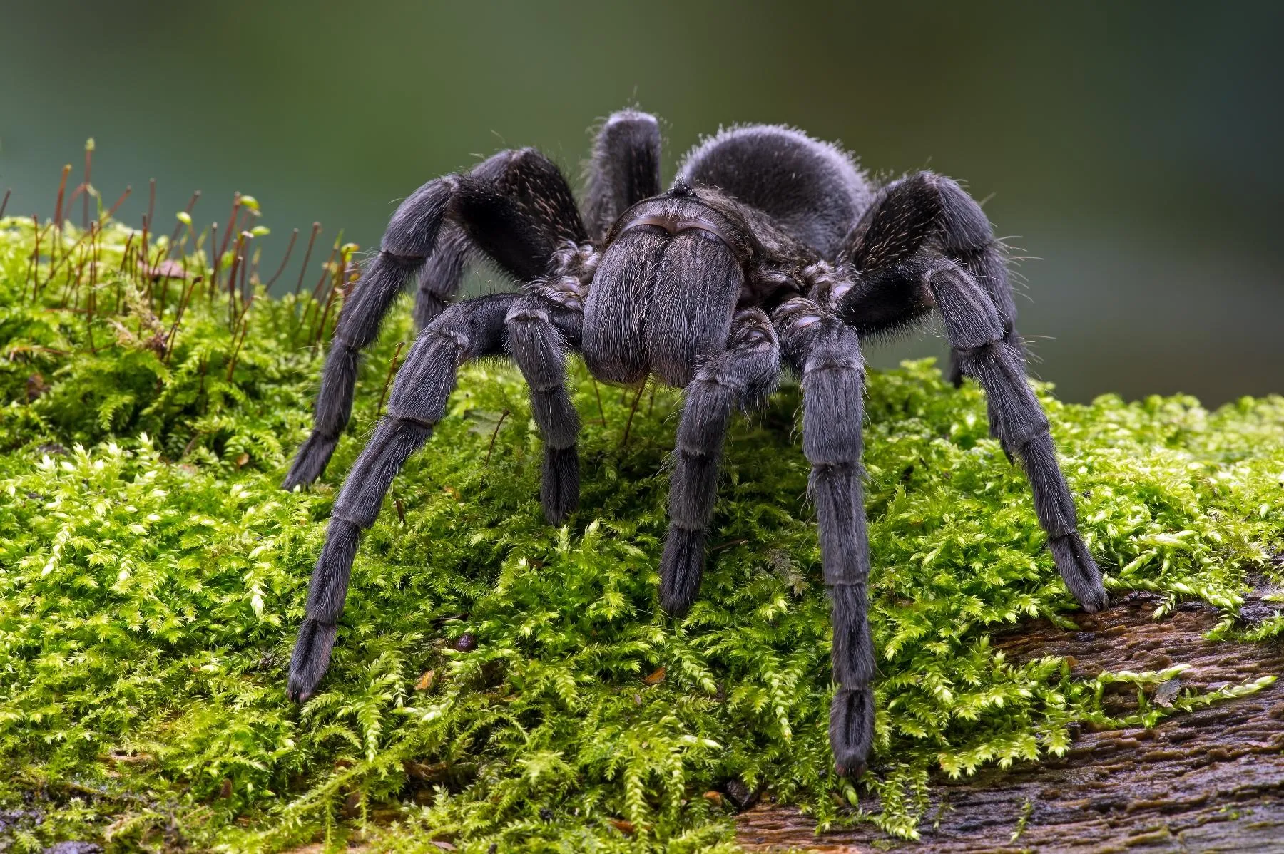 19464 tarantula hunting