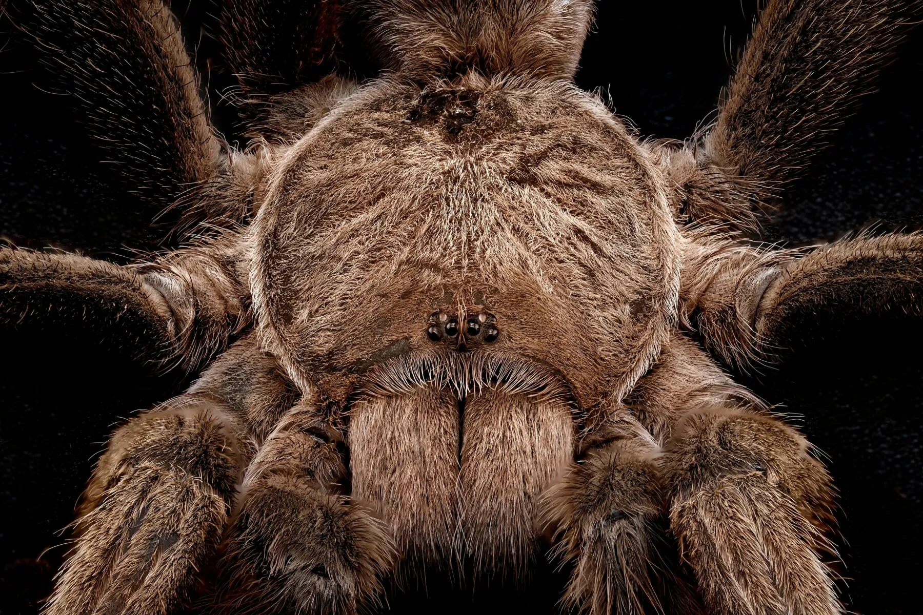 19464 tarantula molting