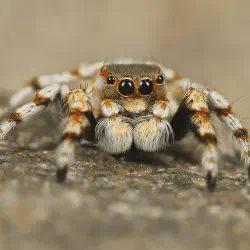 /img/19464-tarantula-pet.webp