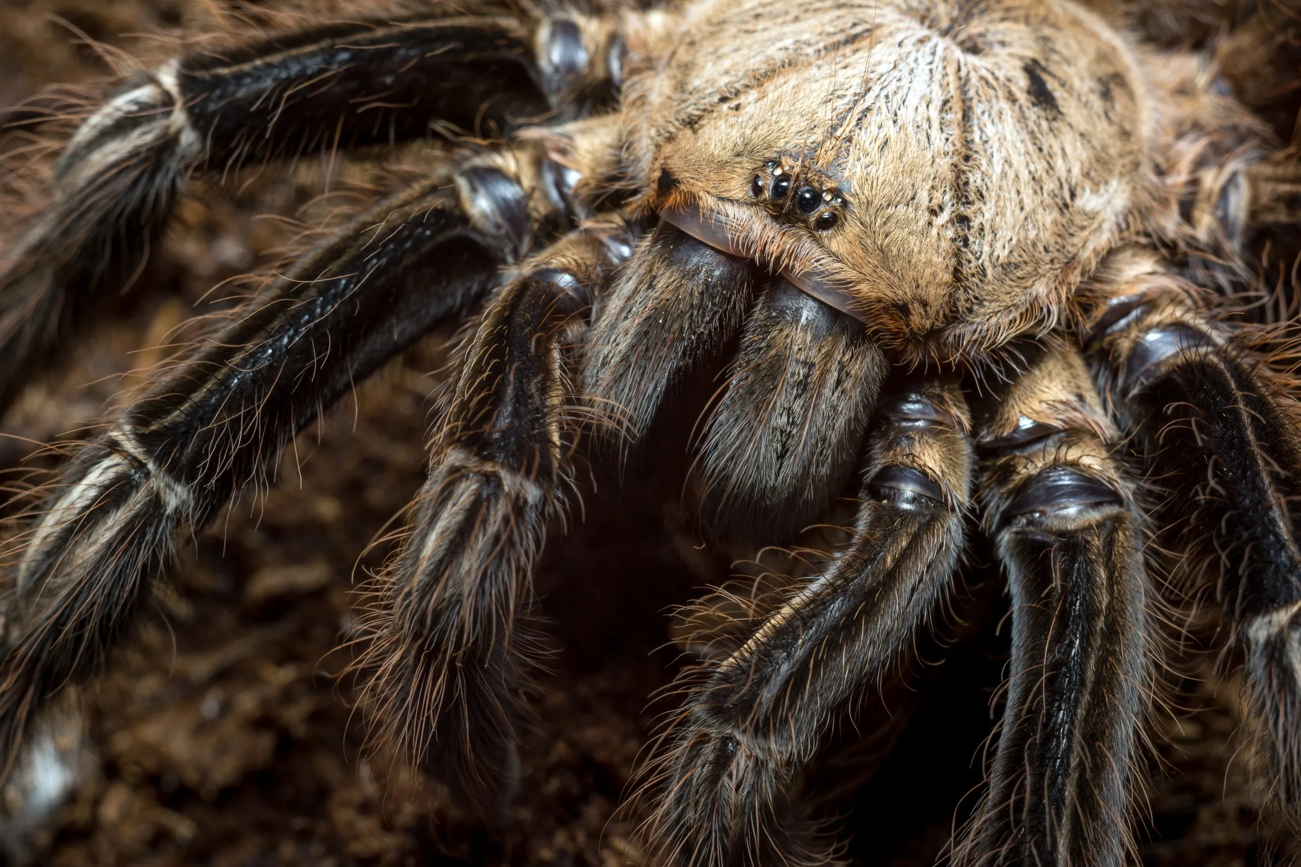 19464 tarantula size
