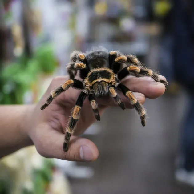 19466 pet tarantula dream feeding