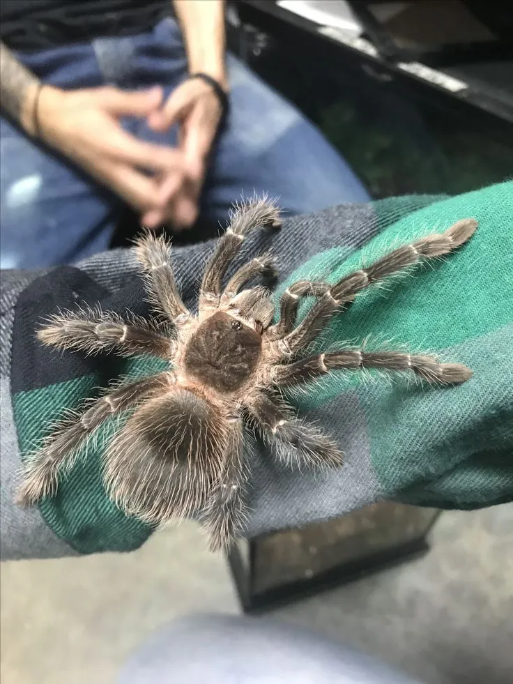 19466 pet tarantula dream molting