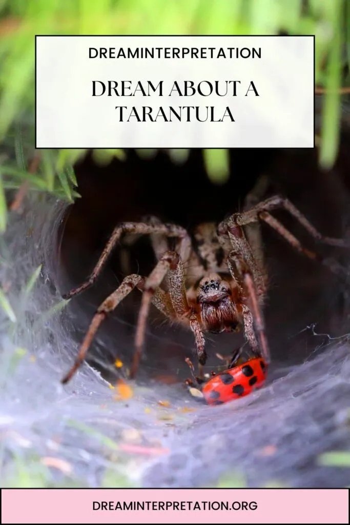 19466 pet tarantula dream substrate