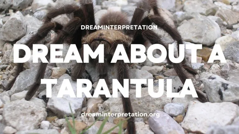 /img/19466-pet-tarantula-dream-tarantula.webp